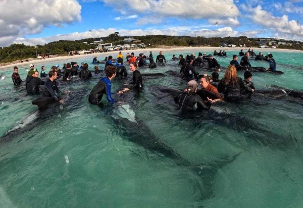 WESTERN AUSTRALIA DEPARTMENT OF BIODIVERSITY, CONSERVATIONA AND ATTRACTION / AFP