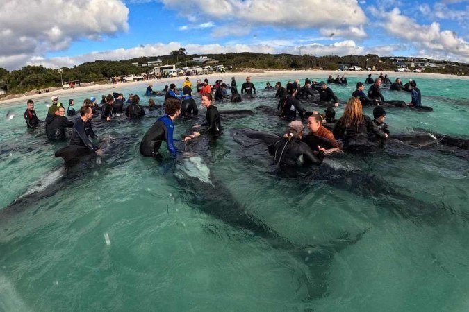 Fotografia do Departamento de Biodiversidade, Conservação e Atrações da Austrália Ocidental mostra voluntários ajudando baleias-piloto, com mais de 50 baleias morrendo depois de encalharem na praia de Cheynes, na Austrália Ocidental. - (crédito: WESTERN AUSTRALIA DEPARTMENT OF BIODIVERSITY, CONSERVATIONA AND ATTRACTION / AFP) Fotografia do Departamento de Biodiversidade, Conservação e Atrações da Austrália Ocidental mostra voluntários ajudando baleias-piloto, com mais de 50 baleias morrendo depois de encalharem na praia de Cheynes, na Austrália Ocidental. - (crédito: WESTERN AUSTRALIA DEPARTMENT OF BIODIVERSITY, CONSERVATIONA AND ATTRACTION / AFP)