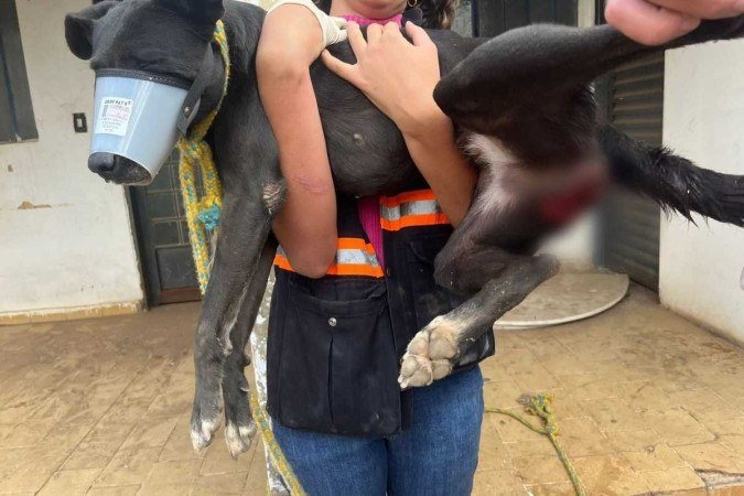 Cadela é resgatada muito debilitada após sofrer maus-tratos pelo dono - (crédito: PCGO/Divulgação) Cadela é resgatada muito debilitada após sofrer maus-tratos pelo dono - (crédito: PCGO/Divulgação)