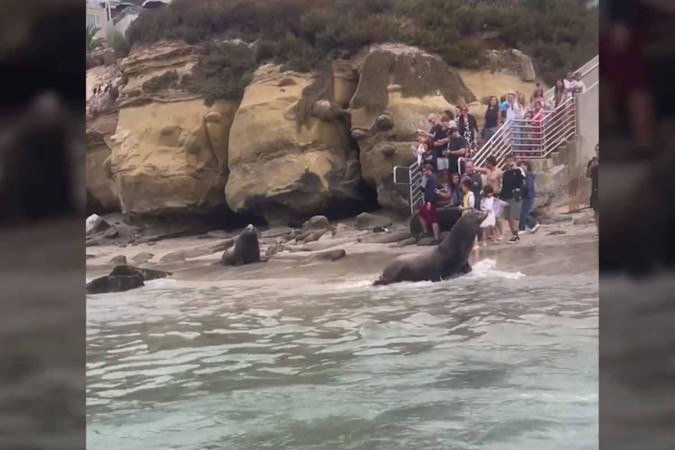 Leões marinhos expulsam banhistas de praia na Califórnia - (crédito: Reprodução/Redes sociais) Leões marinhos expulsam banhistas de praia na Califórnia - (crédito: Reprodução/Redes sociais)
