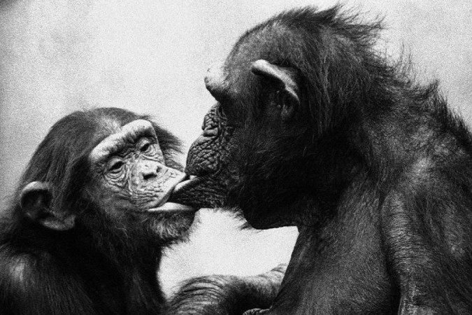 Mãe chimpanzé e seu filho de 4 anos firmam um acordo de desmame. - (crédito: Reprodução/ Frans de Waal/Divulgação) Mãe chimpanzé e seu filho de 4 anos firmam um acordo de desmame. - (crédito: Reprodução/ Frans de Waal/Divulgação)