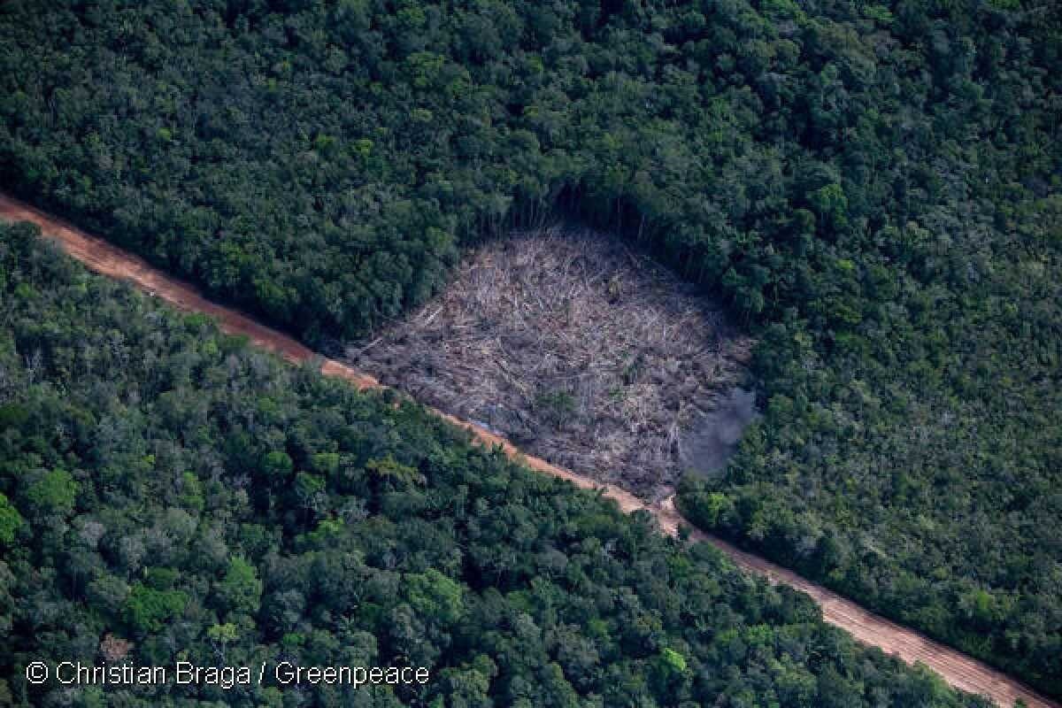 Para atingir meta, Brasil precisa acabar com desmatamento