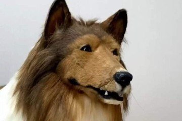 Toco busca um cachorra parceira para ter um romance -  (crédito: Divulgação)