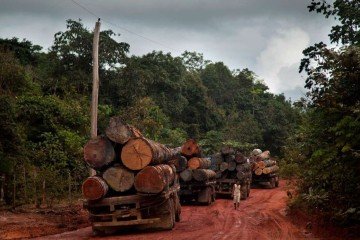 Caminhões carregados com madeira próximo a Santarém, no Pará: entidades como o Greenpeace denunciam o comércio clandestino  -  (crédito: Marizilda Cruppe/Greenpeace)