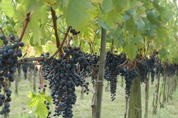 Planaltina recebe feira da uva e do vinho de 4 a 13 de agosto -  (crédito: Divulgação: instagram feira da uva e do vinho)