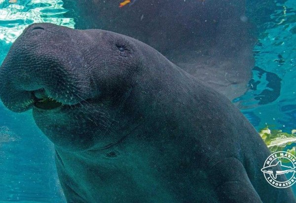 Reprodução/Facebook Mote Marine Laboratory and Aquarium