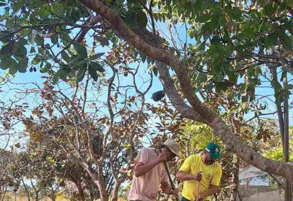 Divulgação: Instituto Brasília Ambiental