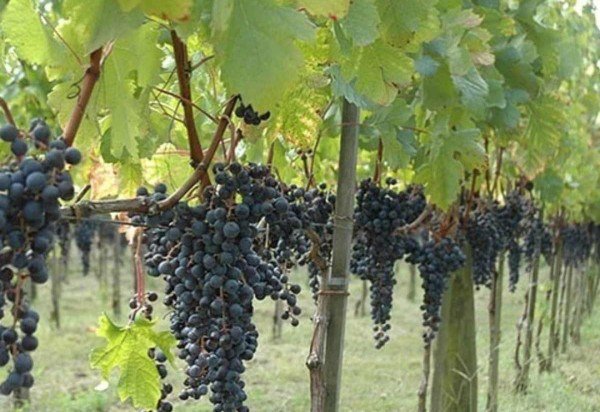 Divulgação: instagram feira da uva e do vinho