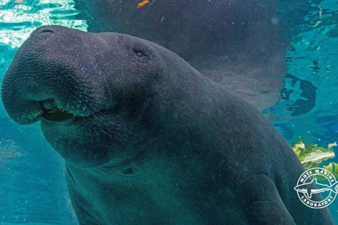 Hugh morreu aos 38 anos, em um aquário nos Estados Unidos - (crédito: Reprodução/Facebook Mote Marine Laboratory and Aquarium) Hugh morreu aos 38 anos, em um aquário nos Estados Unidos - (crédito: Reprodução/Facebook Mote Marine Laboratory and Aquarium)