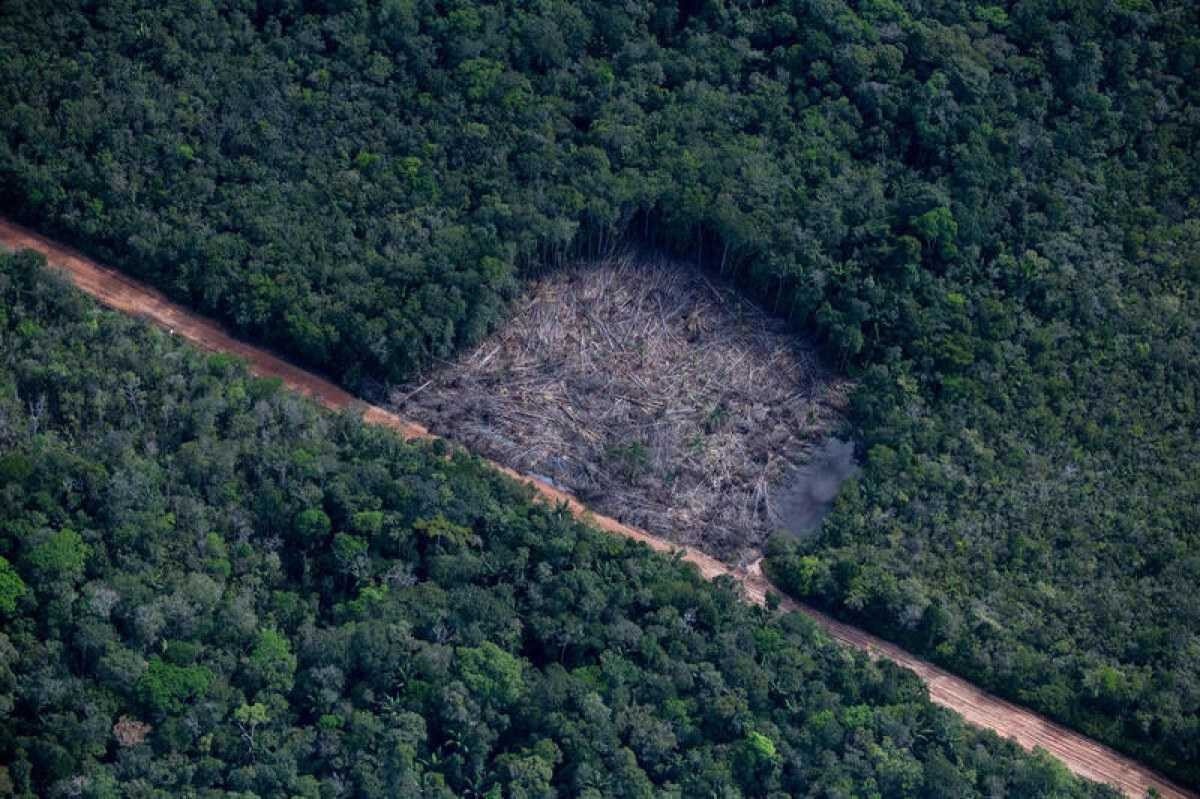 Desmatamento cai 73% em áreas protegidas da Amazônia em 2023
