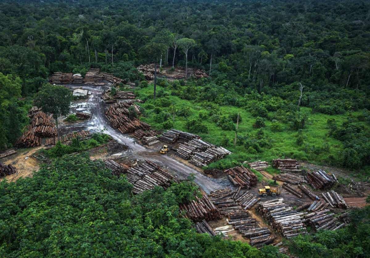 Artigo: Decisões amazônicas