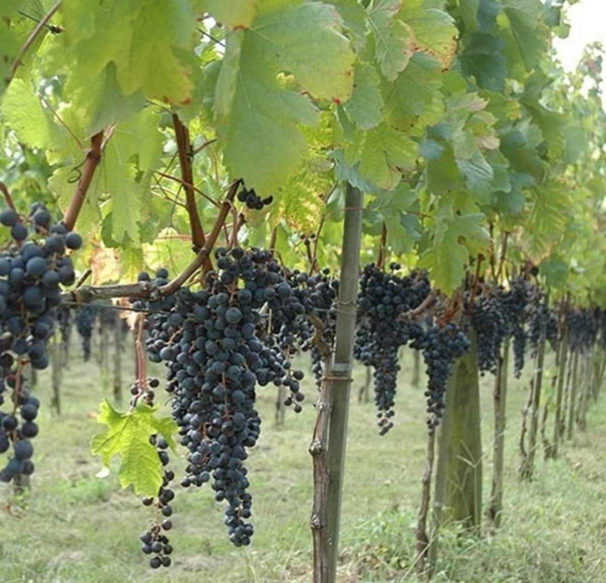 Feira da Uva e do Vinho atrai multidão e exalta produção vitivinícola do DF Feira da Uva e do Vinho atrai multidão e exalta produção vitivinícola do DF