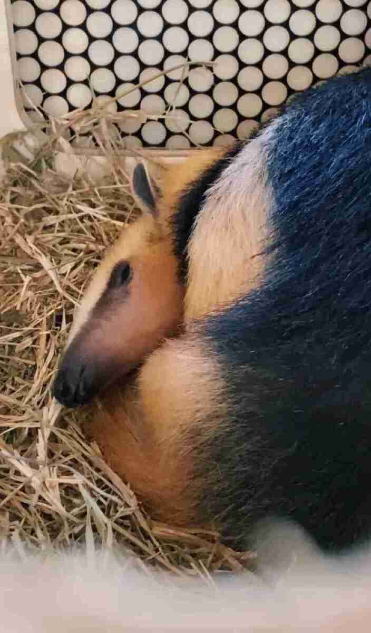 Tamaduá de Brasília viaja a São Paulo para conhecer  namorada