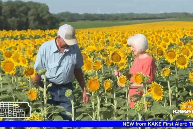 Lee Wilson e a mulher Renee Wilson no campo de girassóis que plantou para celebrar 50 anos de casamento - (crédito: Kake News/Reprodução) Lee Wilson e a mulher Renee Wilson no campo de girassóis que plantou para celebrar 50 anos de casamento - (crédito: Kake News/Reprodução)