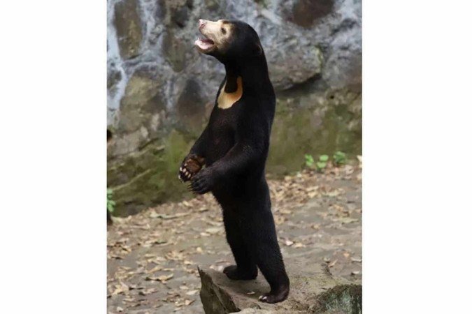 Urso do tipo malásio em zoológico chinês chamou a atenção de internautas e gerou questionamentos de que o bicho era um homem fantasiado -  (crédito: Divulgação/ Zoológico de Zangzhou)