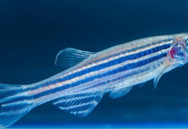 Plataforma Zebrafish