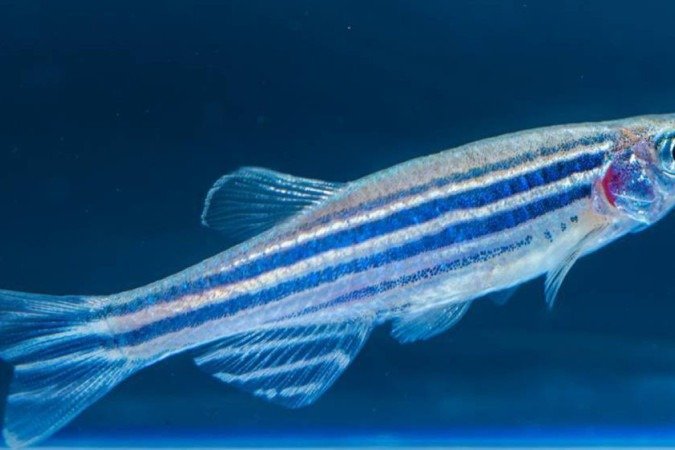 Molécula descoberta num peixe peçonhento chamado niquim foi testada no zebrafish (foto) - (crédito: Plataforma Zebrafish) Molécula descoberta num peixe peçonhento chamado niquim foi testada no zebrafish (foto) - (crédito: Plataforma Zebrafish)