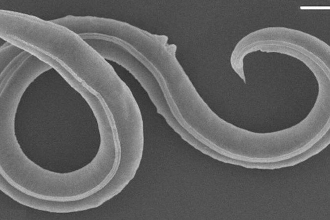Não é a primeira vez que um nematoide é revivido, mas é a primeira que isso acontece depois de um período de dormência tão longo - (crédito: Reuters) Não é a primeira vez que um nematoide é revivido, mas é a primeira que isso acontece depois de um período de dormência tão longo - (crédito: Reuters)