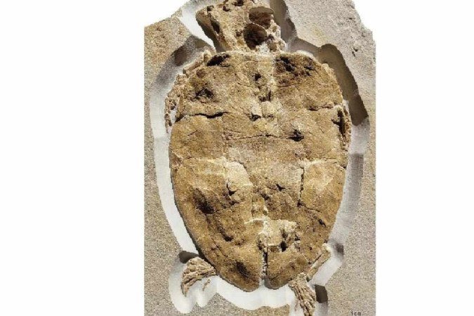 Fóssil de tartaruga jurássica - (crédito: Augustin FJ et al. / PLOS (cropped image) /) Fóssil de tartaruga jurássica - (crédito: Augustin FJ et al. / PLOS (cropped image) /)