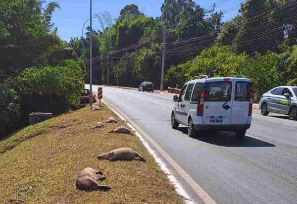 Divulgação/PCDF