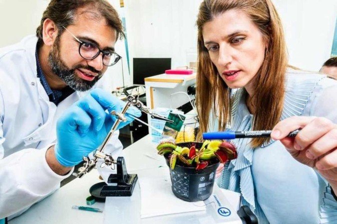 Dispositivo foi testado em uma planta carnívora: eletrodos são arranjados para detalhar reações elétricas
- (crédito: Thor Balkhed/Linköping University) Dispositivo foi testado em uma planta carnívora: eletrodos são arranjados para detalhar reações elétricas
- (crédito: Thor Balkhed/Linköping University)