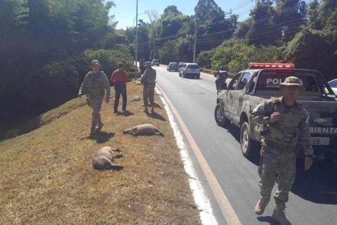 Nove capivaras foram encontradas mortas no lago Sul - (crédito: Divulgação/PMDF) Nove capivaras foram encontradas mortas no lago Sul - (crédito: Divulgação/PMDF)