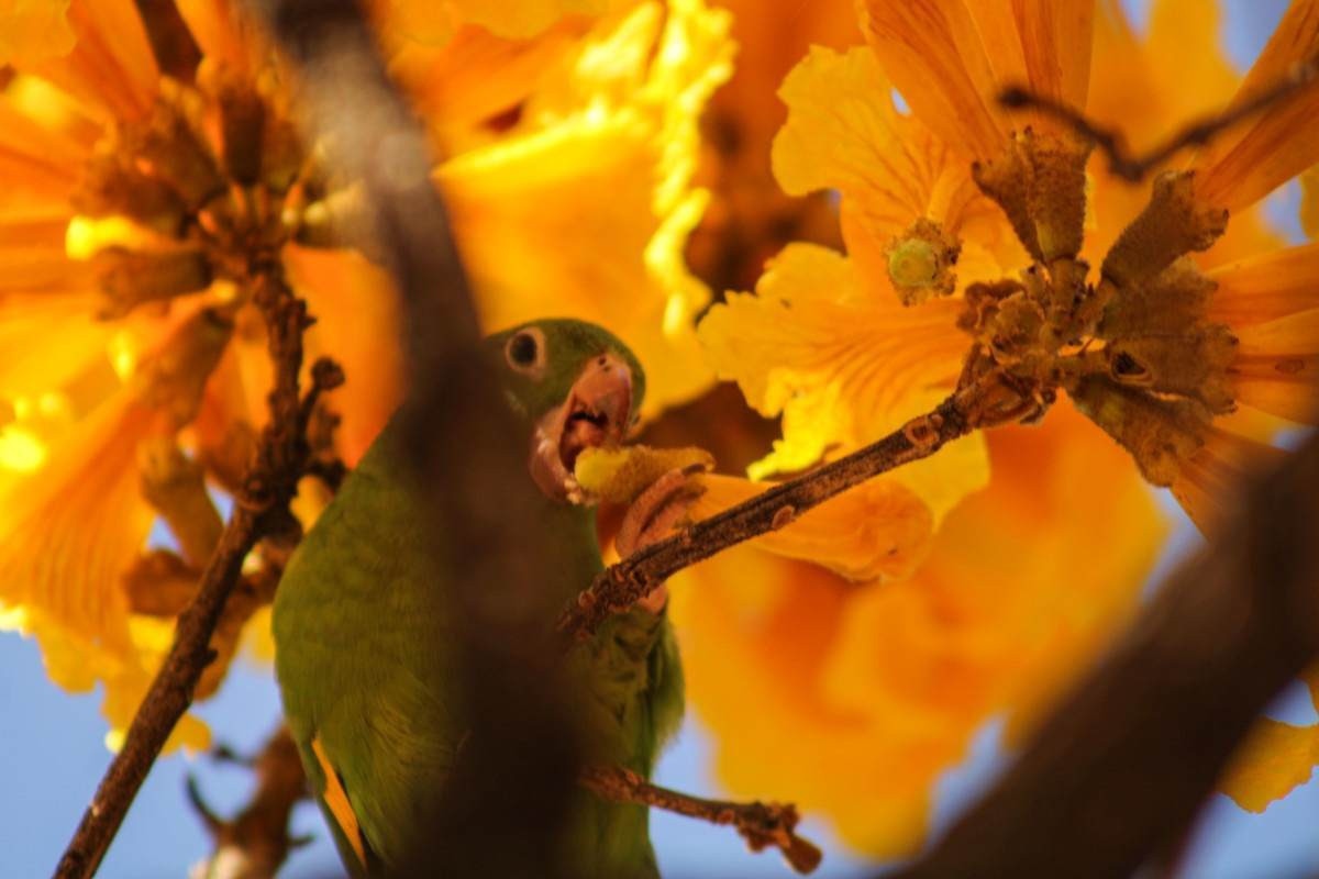 Aos poucos, o amarelo dos ipês vai colorindo as ruas da cidade