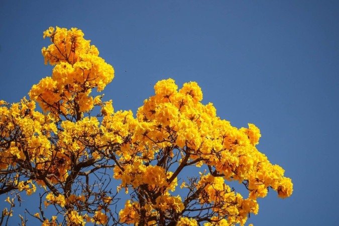   03/08/2023 Crédito: Kayo Magalhães/CB/D.A Press. Brasil. Brasilia - DF. Cidades. Ipê amarelo colore Brasília. 