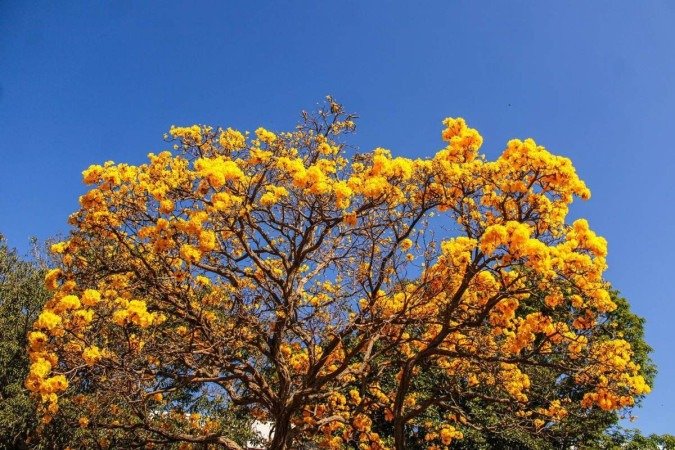   03/08/2023 Crédito: Kayo Magalhães/CB/D.A Press. Brasil. Brasilia - DF. Cidades. Ipê amarelo colore Brasília. 