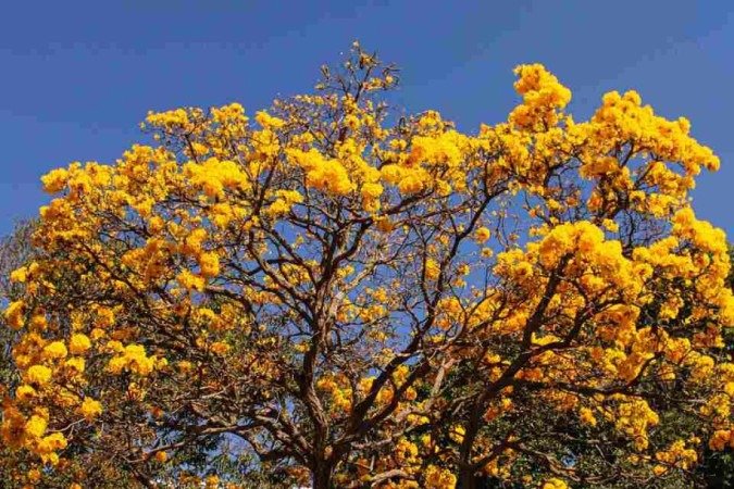  03/08/2023 Crédito: Kayo Magalhães/CB/D.A Press. Brasil. Brasilia - DF. Cidades. Ipê amarelo colore Brasília. 
