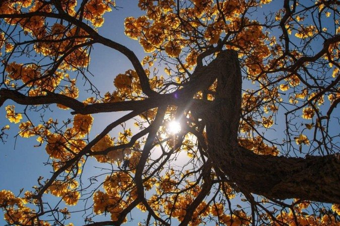   03/08/2023 Crédito: Kayo Magalhães/CB/D.A Press. Brasil. Brasilia - DF. Cidades. Ipê amarelo colore Brasília. 