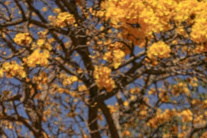 Marco Aurélio: mais de mil fotos de ipês na galeria do celular