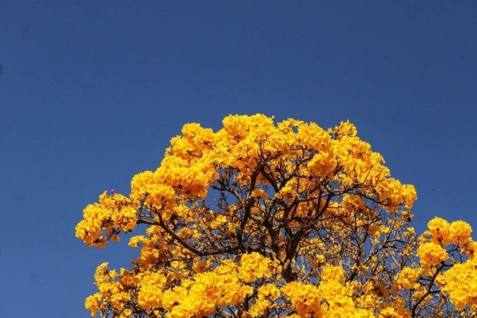   03/08/2023 Crédito: Kayo Magalhães/CB/D.A Press. Brasil. Brasilia - DF. Cidades. Ipê amarelo colore Brasília. 