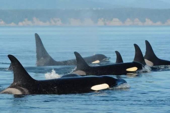 Turistas pagam por encontros imediatos com essas orcas - (crédito: DAVID ELLIFRIT/CWR) Turistas pagam por encontros imediatos com essas orcas - (crédito: DAVID ELLIFRIT/CWR)