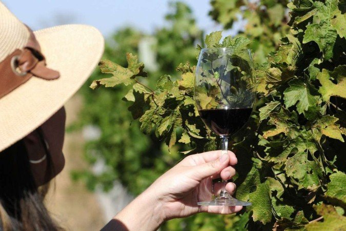  03/08/2023. Crédito: Minervino Júnior/CB/D.A Press. Brasil.  Brasilia - DF. Plantação de uvas no PAD DF para a produção de vinhos.Uva Syrah. Isabella Bonato e Rafael Bonato- proprietários.