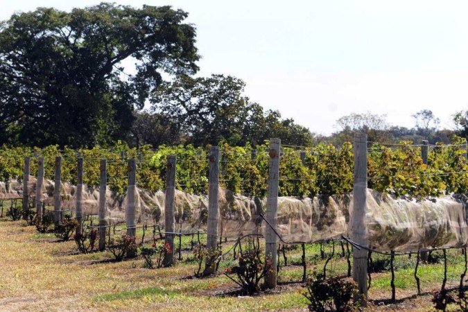  03/08/2023. Crédito: Minervino Júnior/CB/D.A Press. Brasil.  Brasilia - DF. Plantação de uvas no PAD DF para a produção de vinhos. Uva Syrah