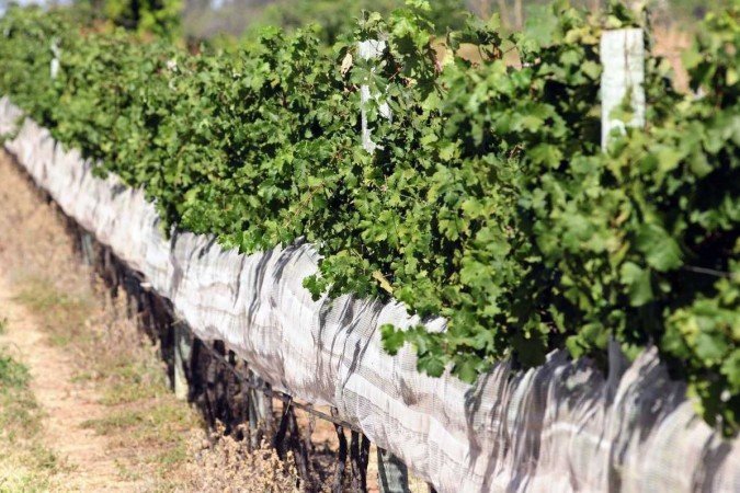  Pró-Rural auxilia os produtores rurais que queiram investir em áreas como a agroindústria e a fruticultura irrigada 