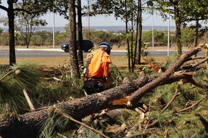 Novacap faz retirada de pinheiros do Parque da Cidade - (crédito: Agência Brasília ) Novacap faz retirada de pinheiros do Parque da Cidade - (crédito: Agência Brasília )