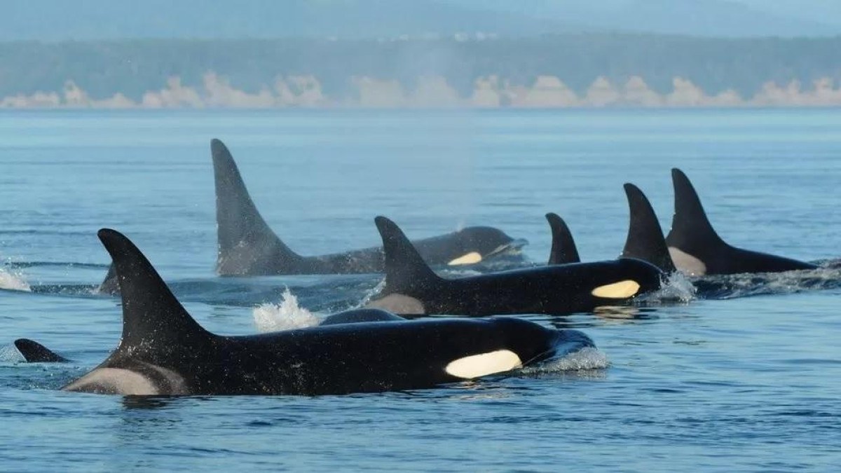 Como orcas do Atlântico estão 'aprendendo' a atacar barcos