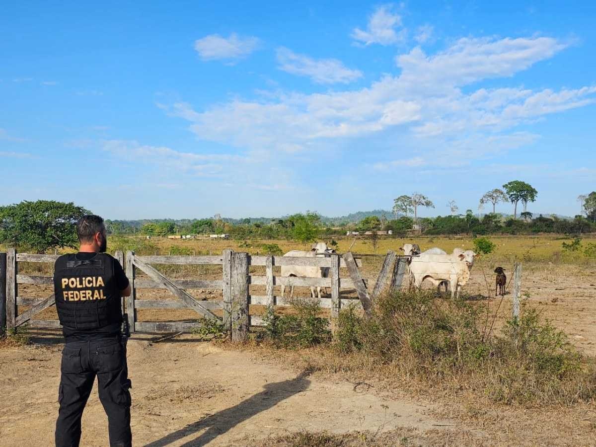 Amazônia: preso grileiro que desmatou mais de 6.500 hectares para gado