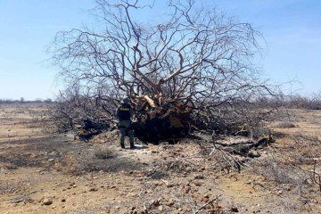 A degradação das terras nas zonas semiáridas gera um deficit hídrico, que leva  à desertificação. -  (crédito:  Divulgação/ Ibama )