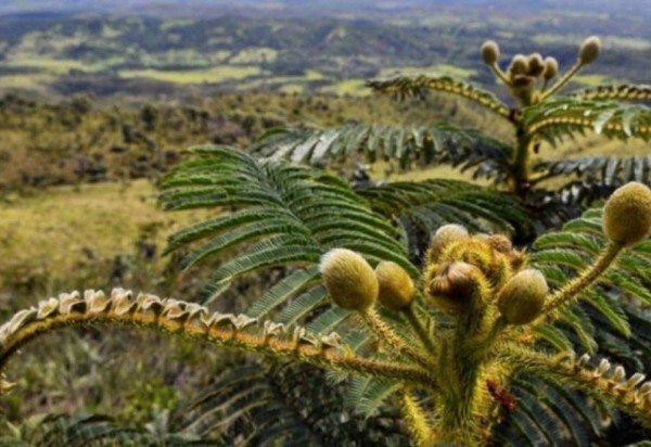 Minervino Júnior/CB/D.A Press