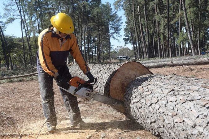  04/08/2023 Credito: Ed Alves/CB/DA.Press. Cidades. Pinheiros do Parque da Cidade são retirados para plantio de árvores do cerrado -  (crédito:  Ed Alves/CB/DA.Press)