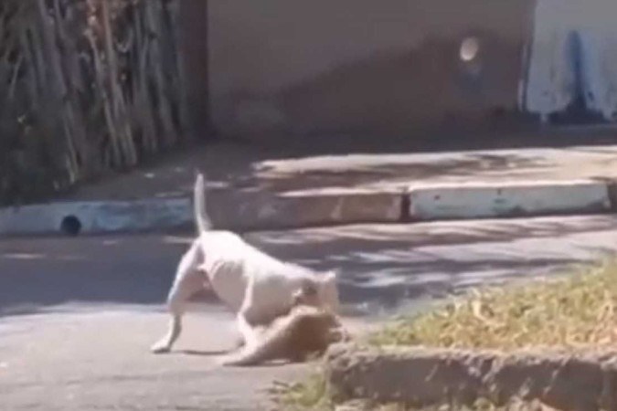 Pitbull ataca gato e causa confusão em Samambaia; veja vídeo