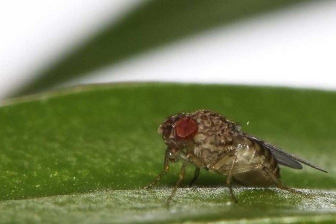 Cientistas conseguiram identificar e modificar os genes que permitem à Drosophila melanogaster ter um 'nascimento virginal' -  (crédito: DIVULGAÇÃO/JOSE CASAL E PETER LAWRENCE/CURRENT BIOLOGY)