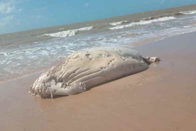 Baleia morta na Praia do Sol, em João Pessoa - (crédito: Material cedido ao Correio) Baleia morta na Praia do Sol, em João Pessoa - (crédito: Material cedido ao Correio)