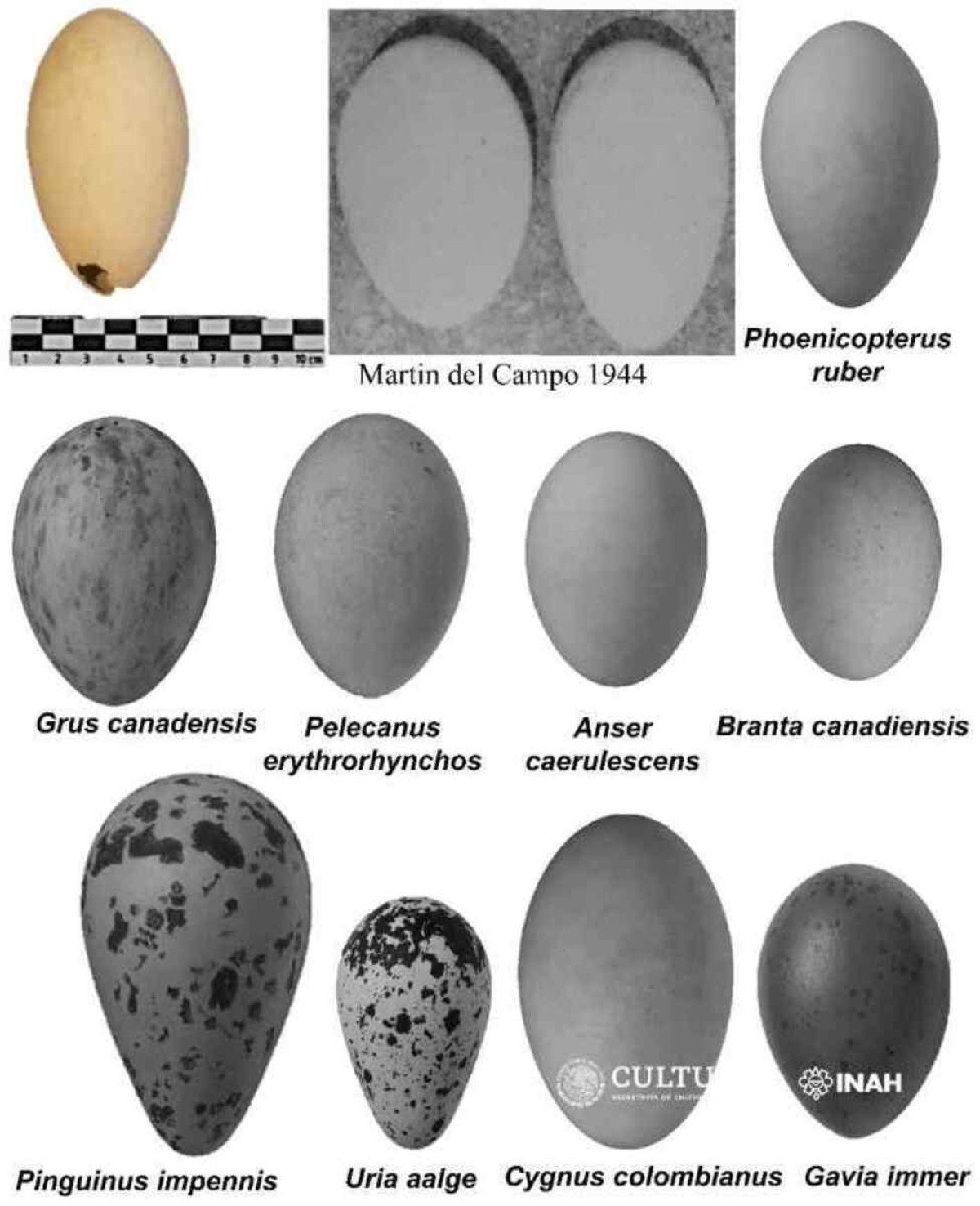 Ovo recém-descoberto no canto superior esquerdo em comparação com outras espécies conhecidas