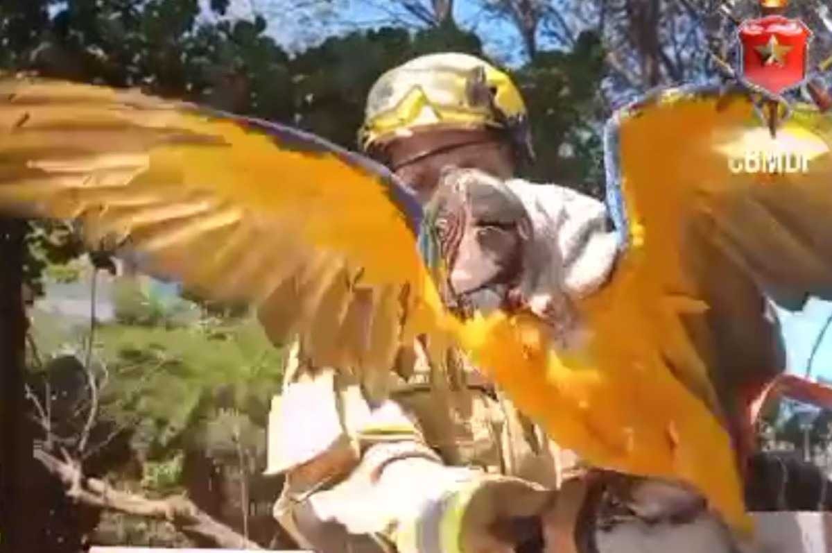 Arara é resgatada pelos bombeiros após ficar presa em fio de nylon