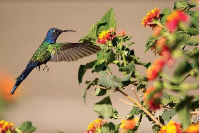 Livro conta a história do beija-flor e fala de sua importância para o ecossistema - (crédito: Tancredo Maia/Divulgação) Livro conta a história do beija-flor e fala de sua importância para o ecossistema - (crédito: Tancredo Maia/Divulgação)