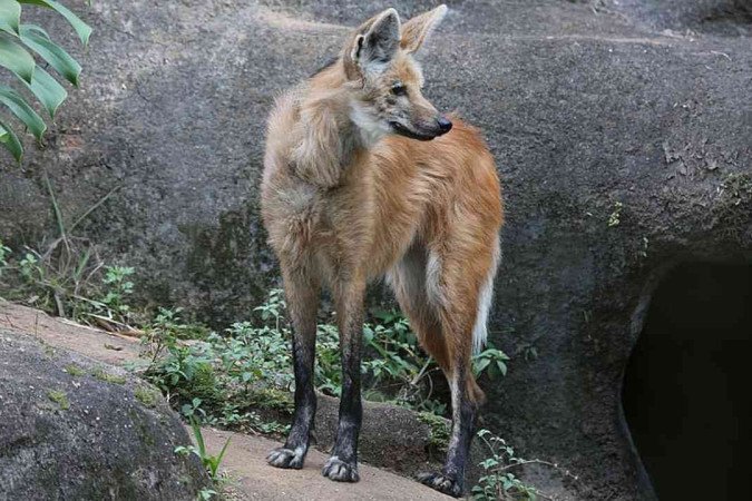 Vídeo de motorista flagra Lobo-guará em avenida de cidade mineira - (crédito: EM Gerais) Vídeo de motorista flagra Lobo-guará em avenida de cidade mineira - (crédito: EM Gerais)